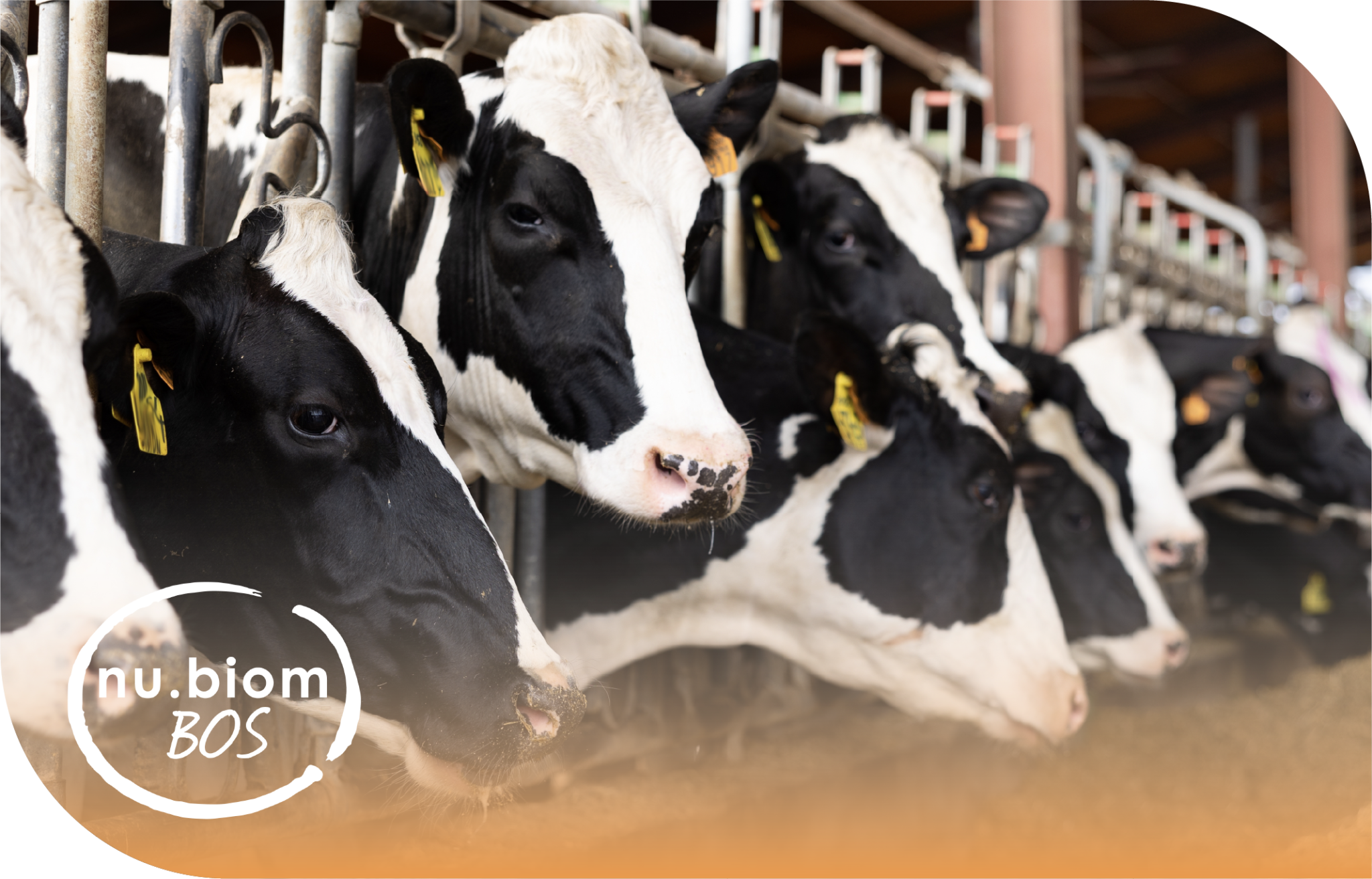 Nu.biom BOS - Postbiotic For Ruminants