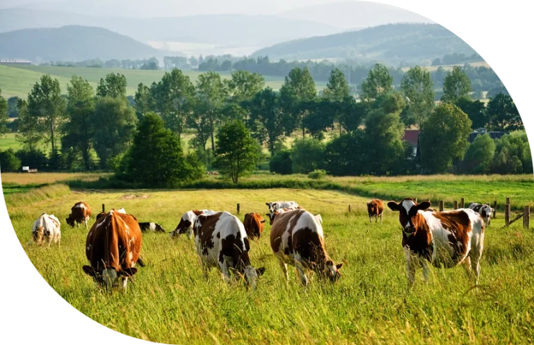 Understanding Heat Stress